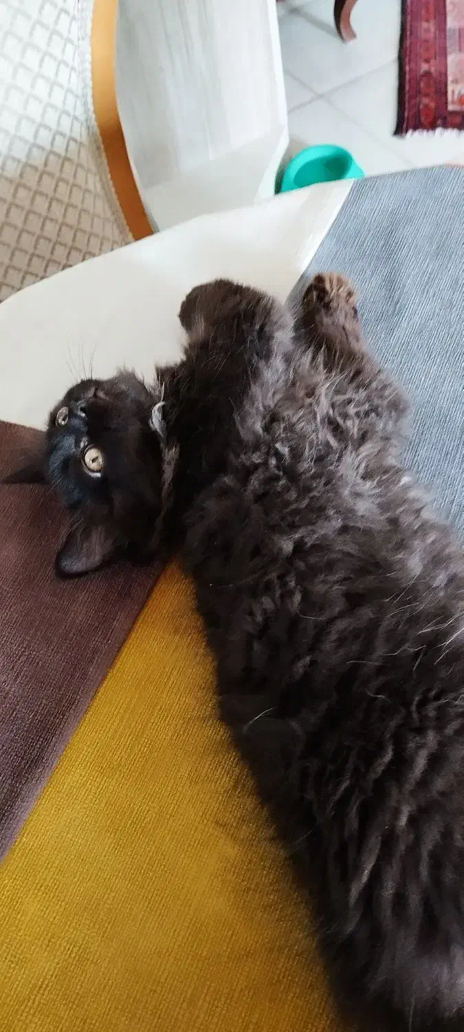 فروش بچه گربه چهار ونیم ماهه نژاد هیمالین|گربه|پرند, فاز ۶|دیوار