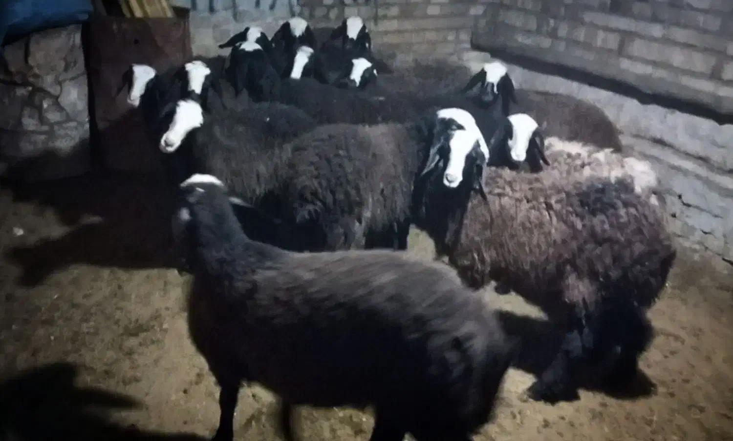 گوسفند ژن دار عتیقه شال بره ماده میش قوچ|حیوانات مزرعه|شیراز, آبیاری|دیوار