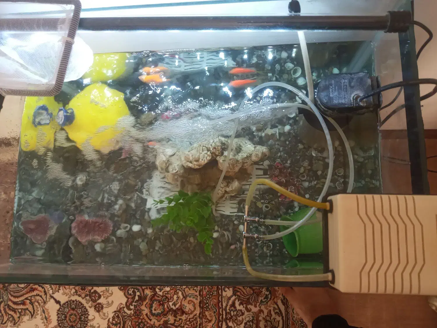 قناری آکواریوم شرکتی معاوضه با قناری نر|ماهی|همدان, |دیوار