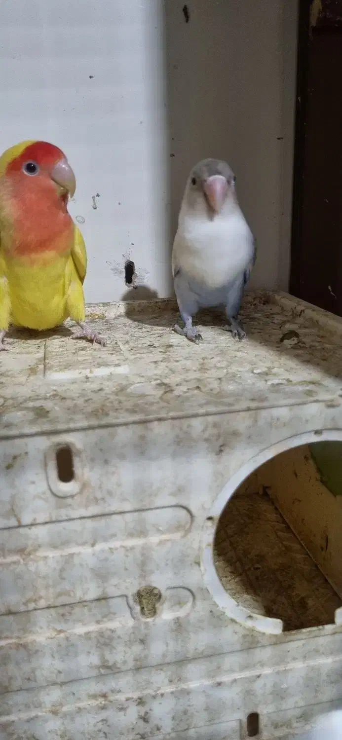 کوتوله|پرنده|سبزوار, شرق کال شمالی|دیوار