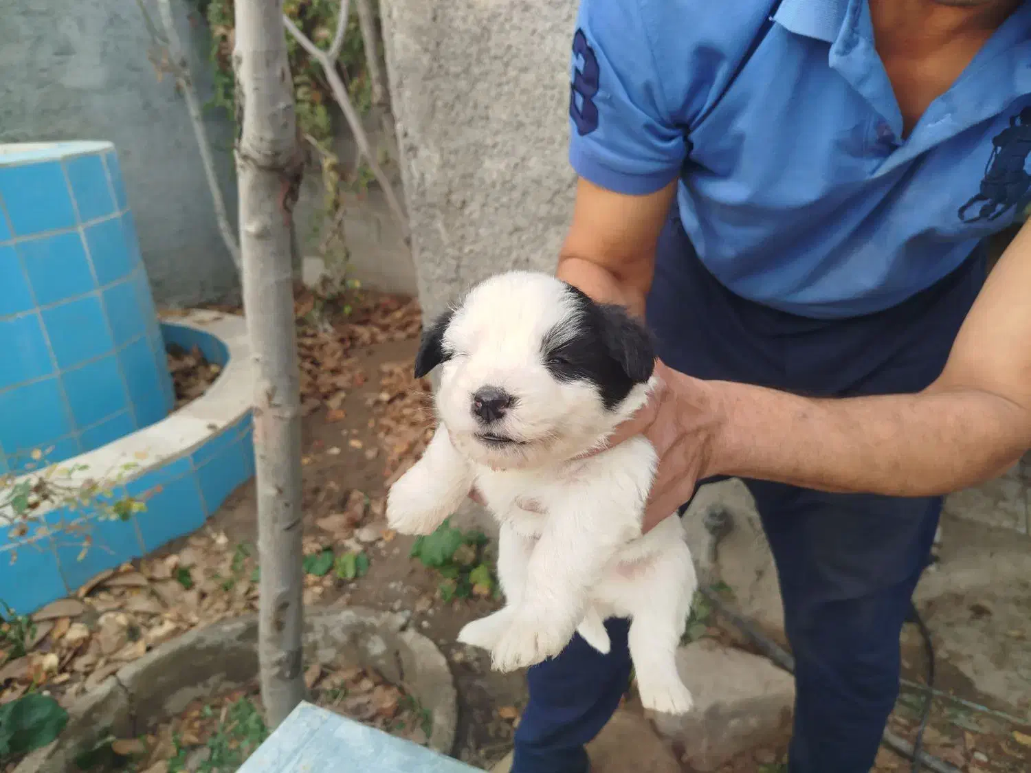 توله بردر کولی|سگ|تهران, سید خندان (جلفا)|دیوار