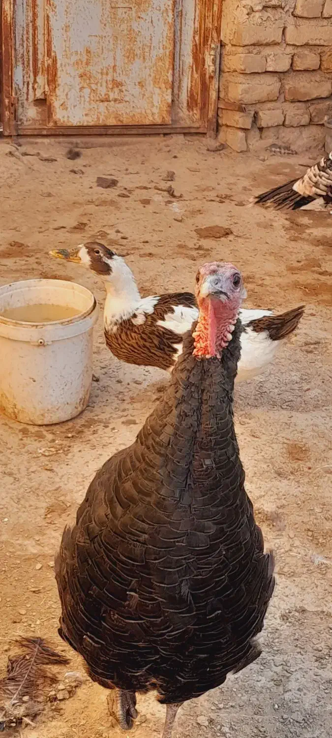 بوقلمون کوچیکوبزرگ نر|حیوانات مزرعه|ابهر, |دیوار