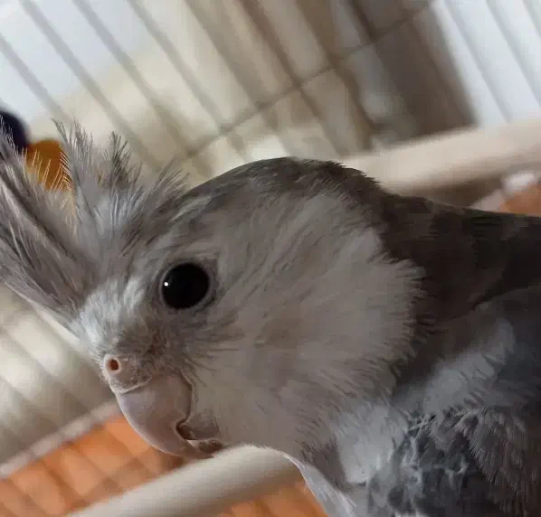 پرنده سخنگو|پرنده|محمدیه-قزوین, |دیوار