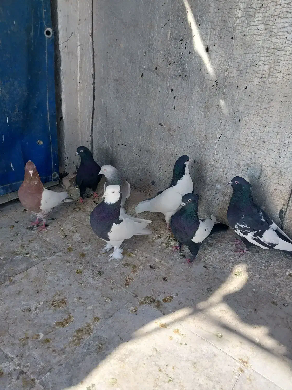 بهبهانی و شهری|پرنده|شیراز, رکن‌آباد|دیوار