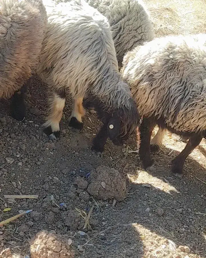 میش داشتی|حیوانات مزرعه|صمصامی, |دیوار