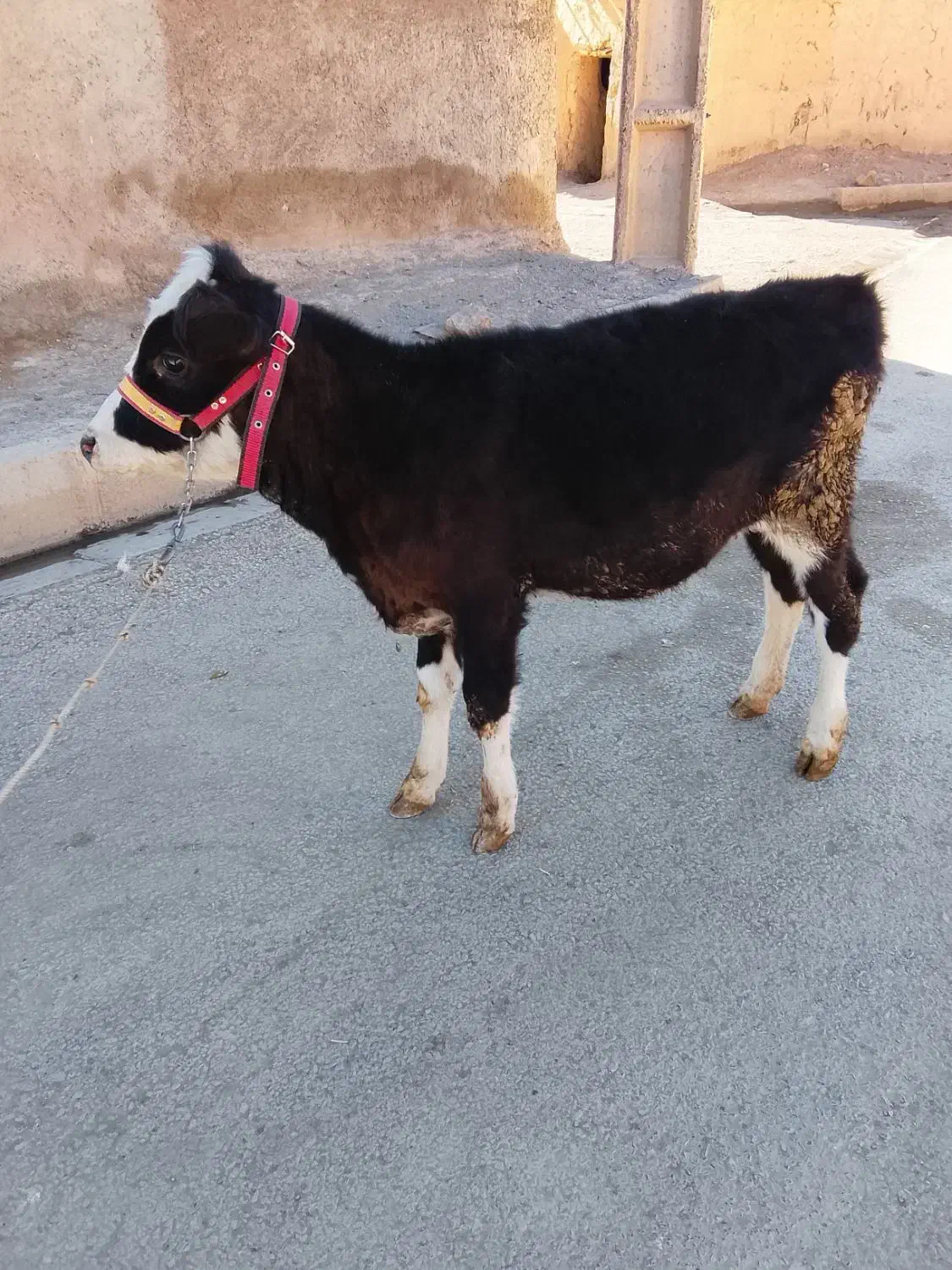 گوساله|حیوانات مزرعه|کلیائی, |دیوار