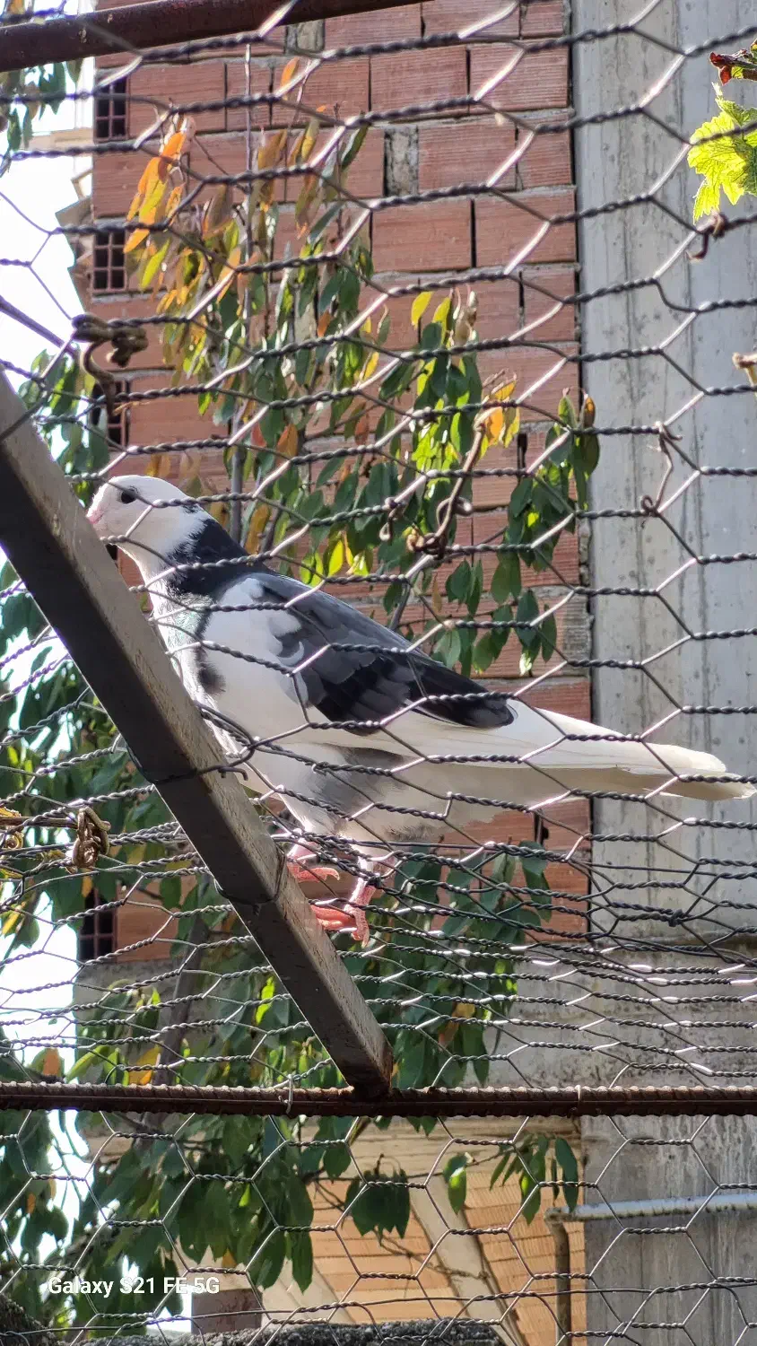 کبوتر دانه ای 250 یک کلمه|پرنده|نکا, |دیوار