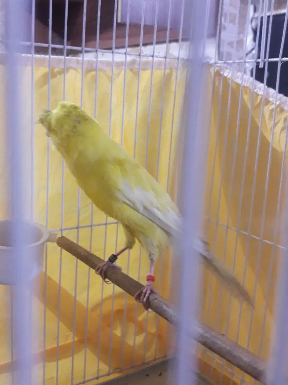 قناری رسمی بلند کاکلی نر|پرنده|ری, علایین|دیوار