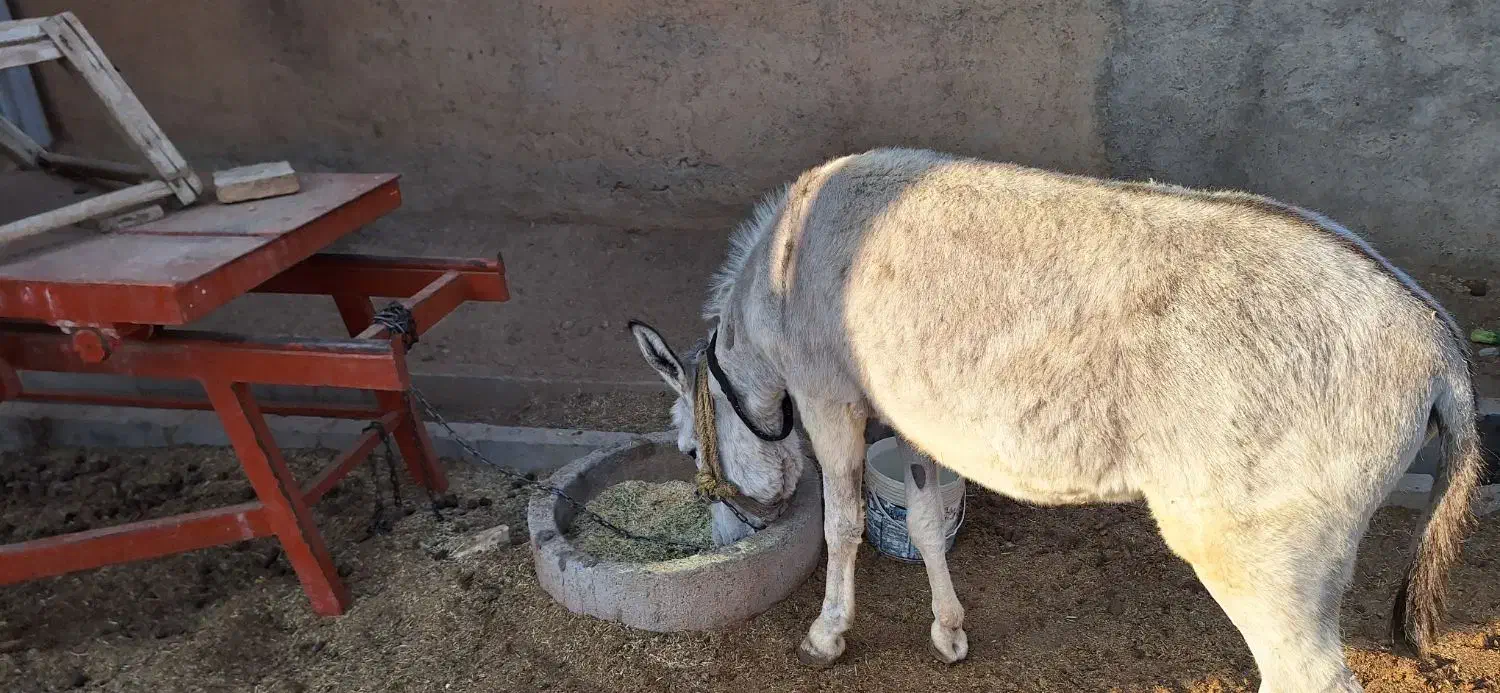 الاغ نرجوان|حیوانات مزرعه|بروجرد, |دیوار