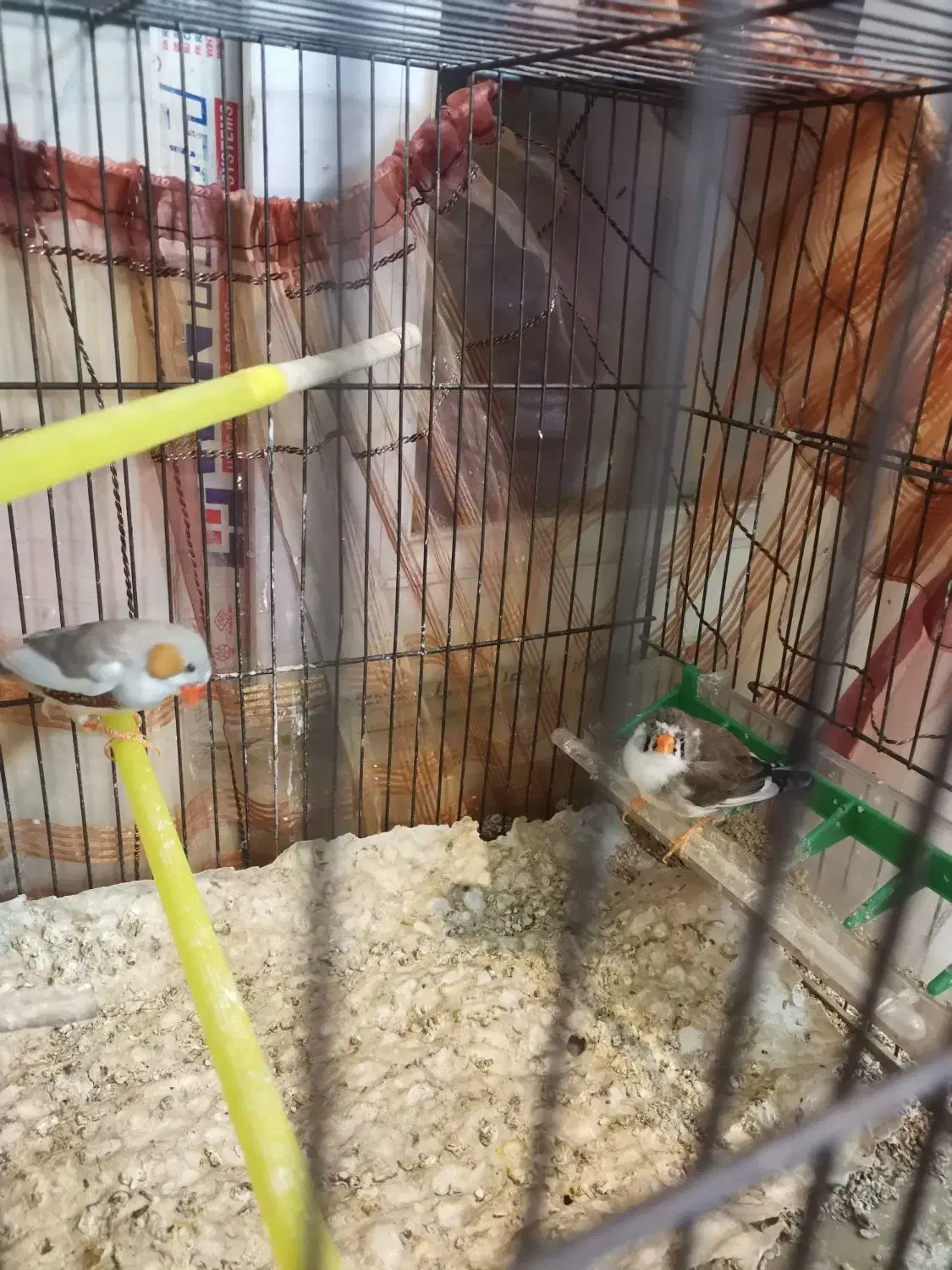 فنچ|پرنده|شهریار, شهرک شاهد|دیوار