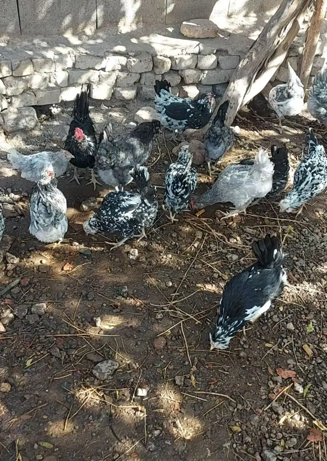 تخم مرغ نطفه دار نژاد گلین|حیوانات مزرعه|رفسنجان, |دیوار