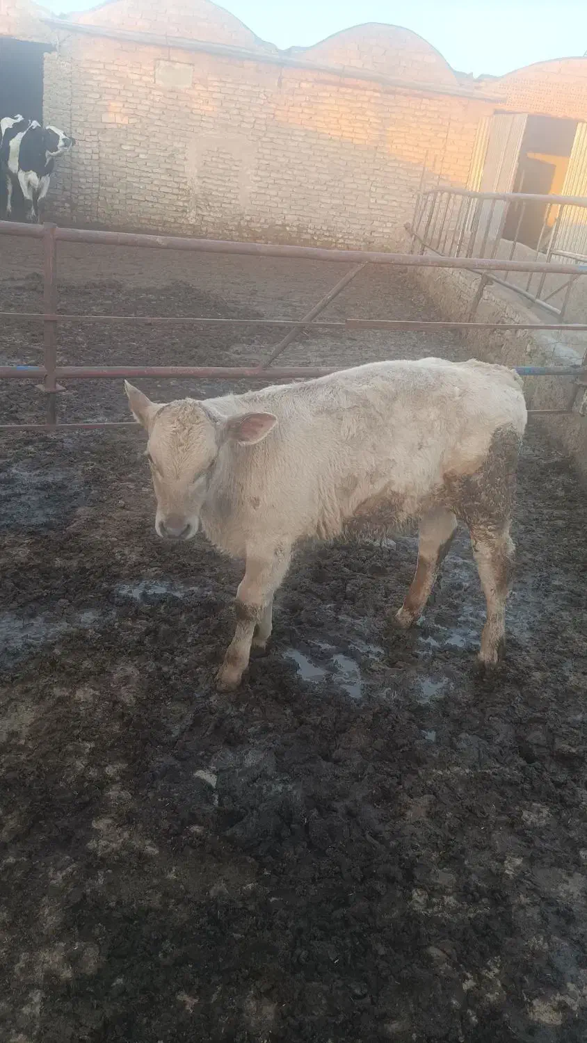 حیوان|حیوانات مزرعه|نیشابور, مازول|دیوار