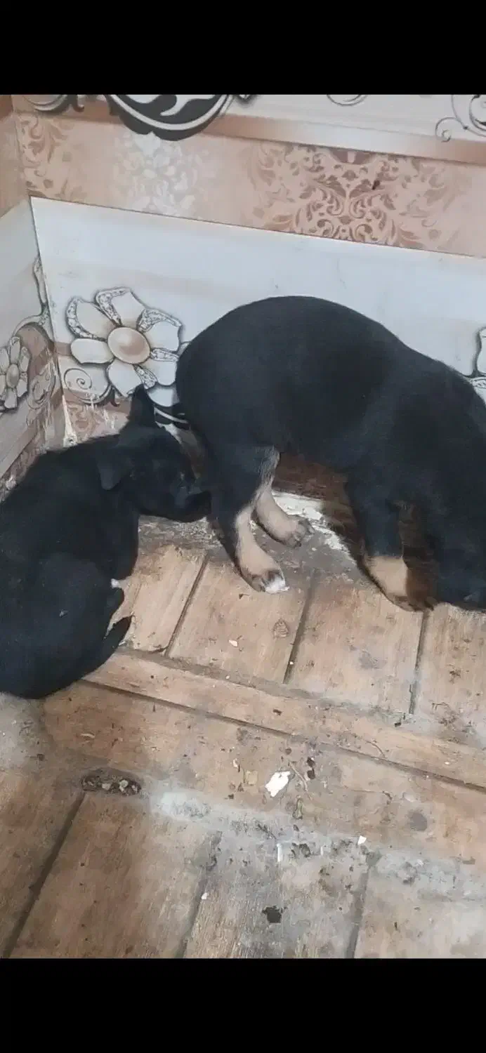 سگ دوبرمن|سگ|کارون, |دیوار