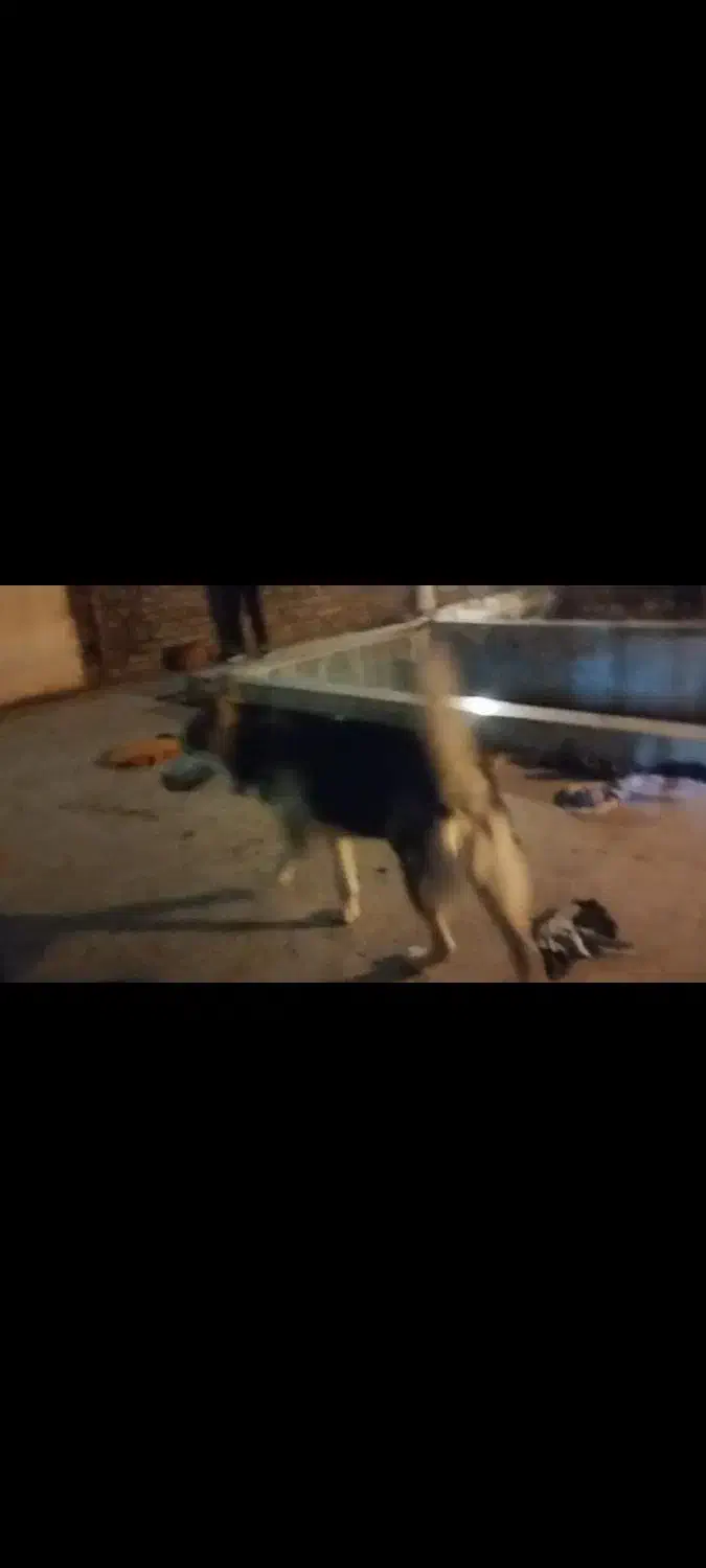 سگ هاسکی|سگ|مشهد, وکیل‌آباد|دیوار