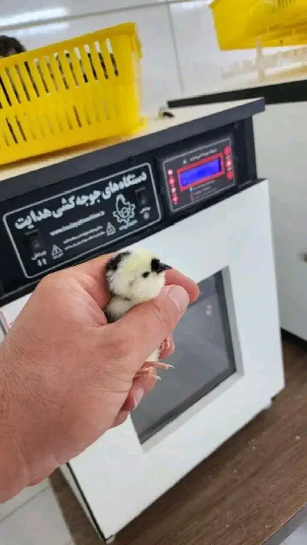 دستگاه جوجه کشی هدایت|لوازم جانبی حیوانات|بندر امام خمینی, |دیوار