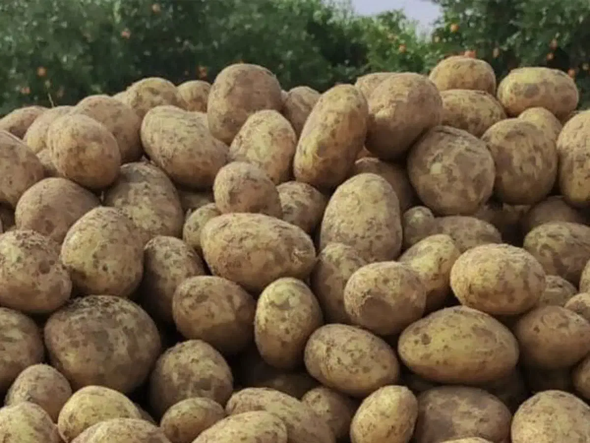 زمین برای کشت سیب شراکتی|خدمات باغبانی و درختکاری|سرپل ذهاب, |دیوار