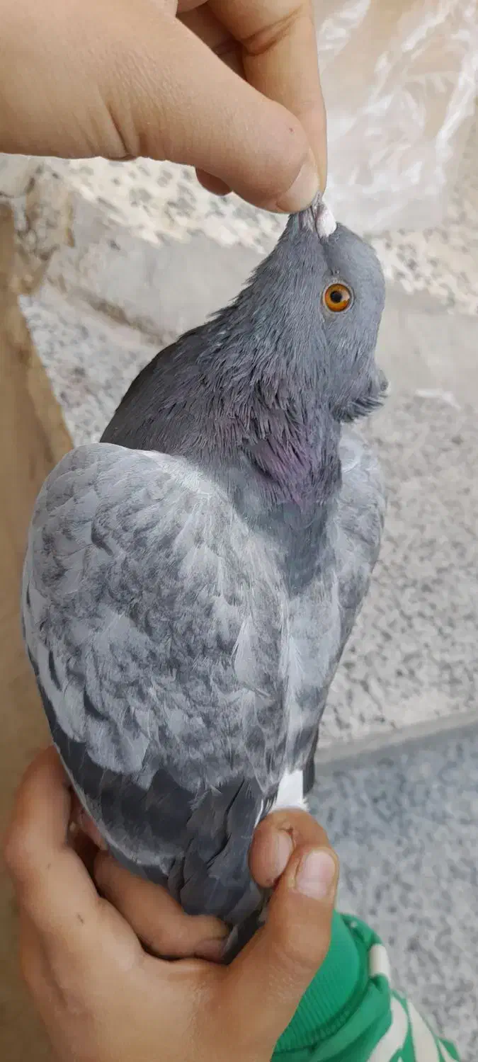 کبوتر|پرنده|لردگان, |دیوار