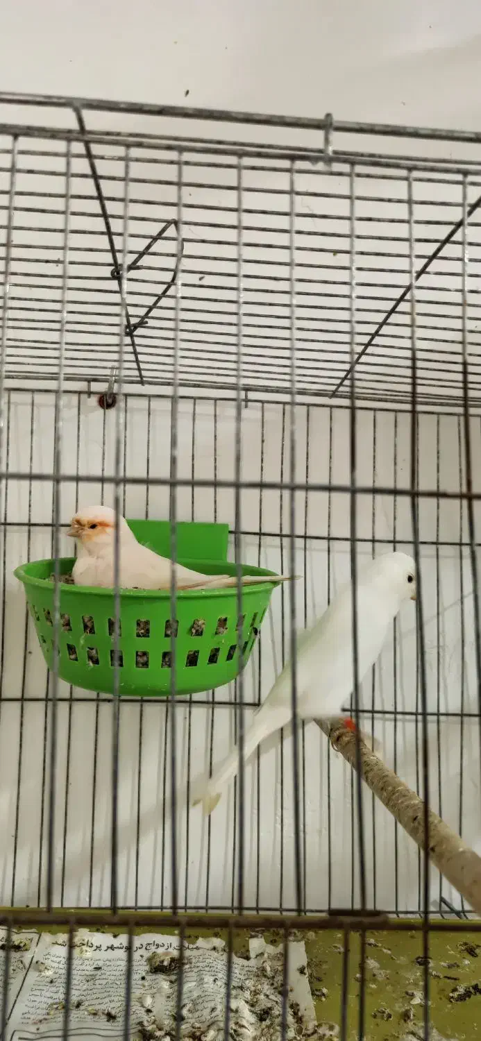 قناری.|پرنده|بندرعباس, |دیوار