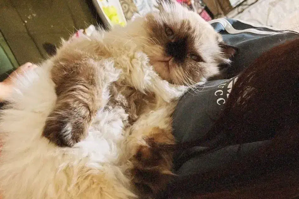 گربه پرشین گم شده در مهرگان و زیباشهر|حیوانات|محمدیه-قزوین, |دیوار