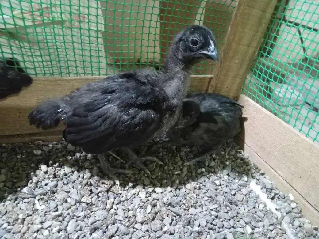 جوجه آیام سمانی|حیوانات مزرعه|رضوانشهر, |دیوار