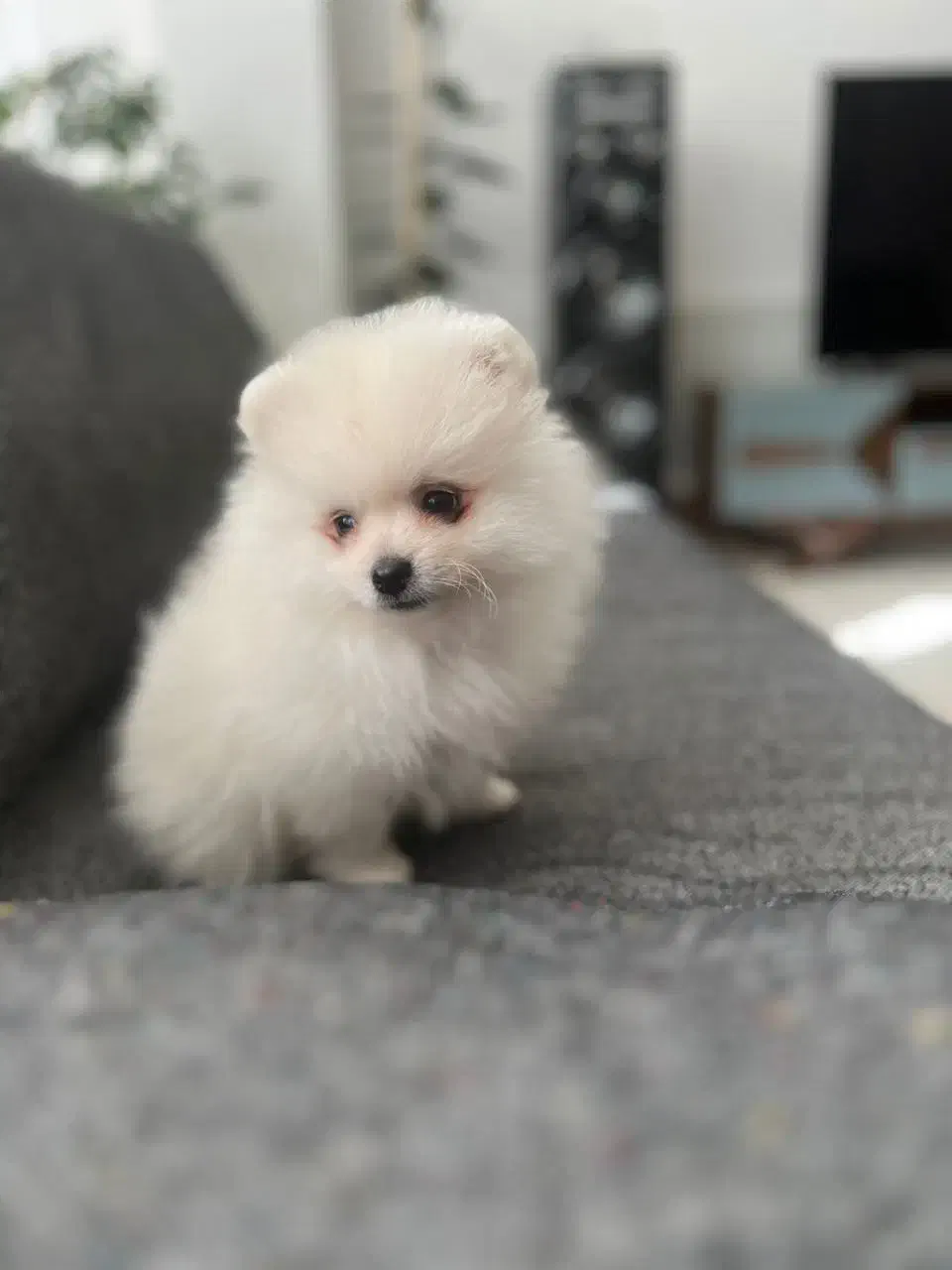 پامرانین جیبی|سگ|اصفهان, مرداویج|دیوار