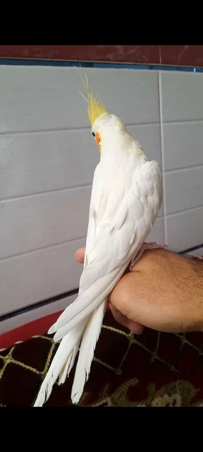 عروس هلندی نر دستی|پرنده|قیدار, |دیوار