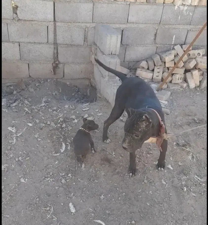 پیت بول پیتبول|سگ|مشهد, همت آباد|دیوار