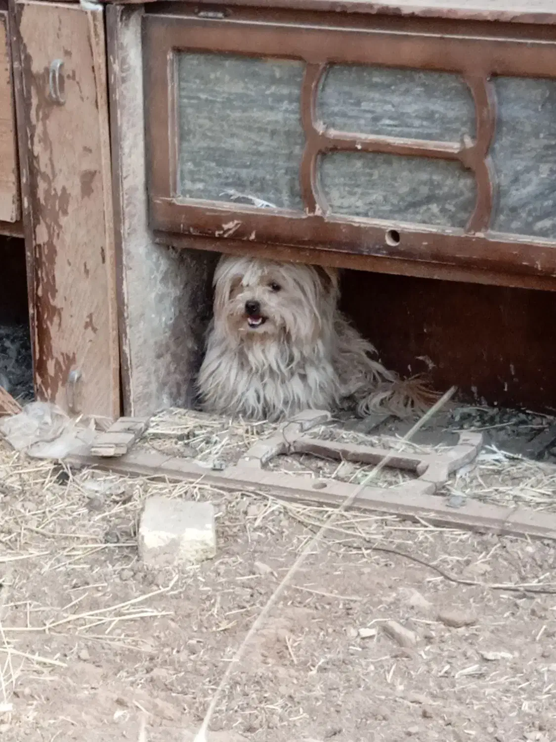 ....|سگ|بابا حیدر, |دیوار