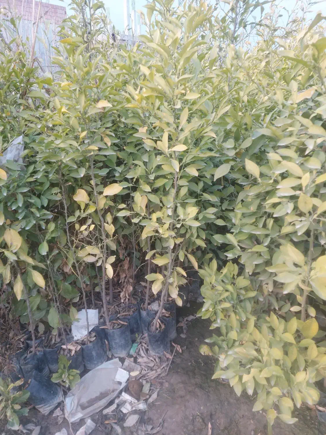 نهال نارنج|گل و گیاه طبیعی|گنبد کاووس, |دیوار