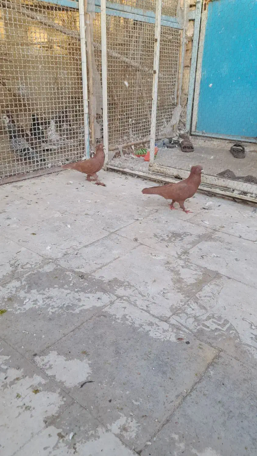 کفتر|پرنده|قم, آزادگان|دیوار