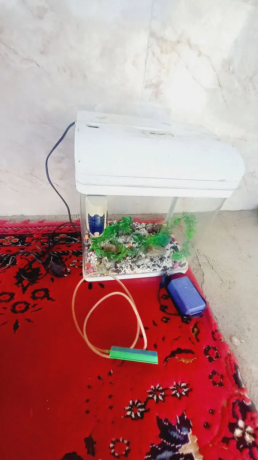 اکواریوم|ماهی|ساروق, |دیوار