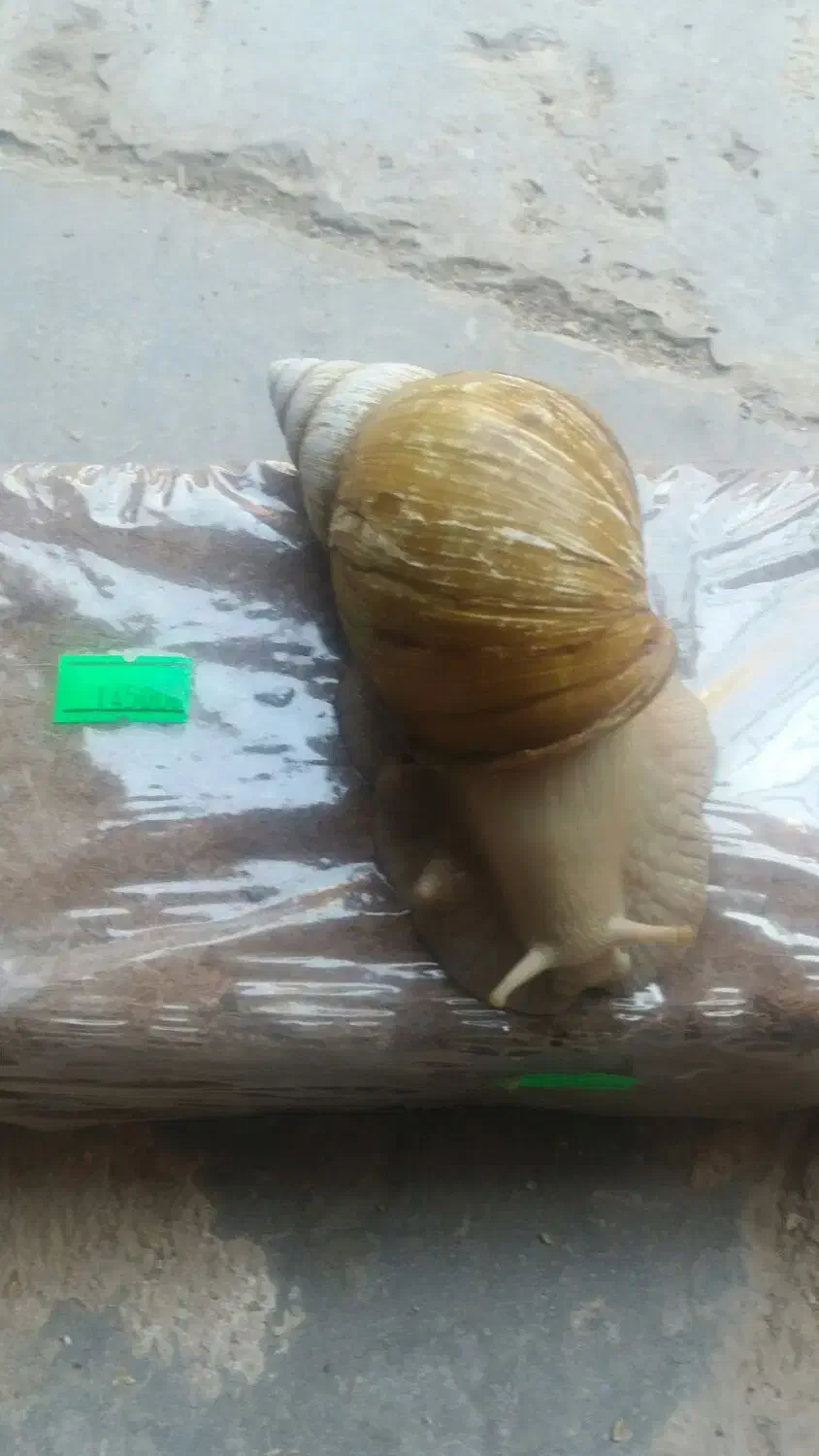 حلزون|لوازم جانبی حیوانات|زرند, |دیوار