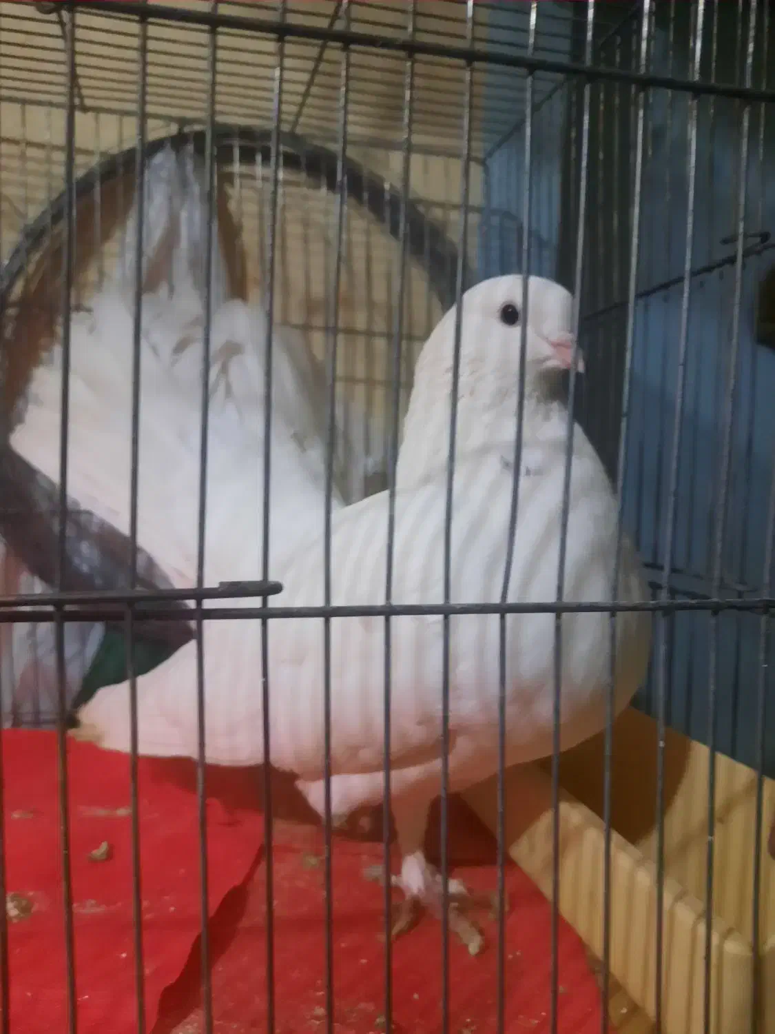 کبوتر نر|پرنده|تهران, منیریه|دیوار