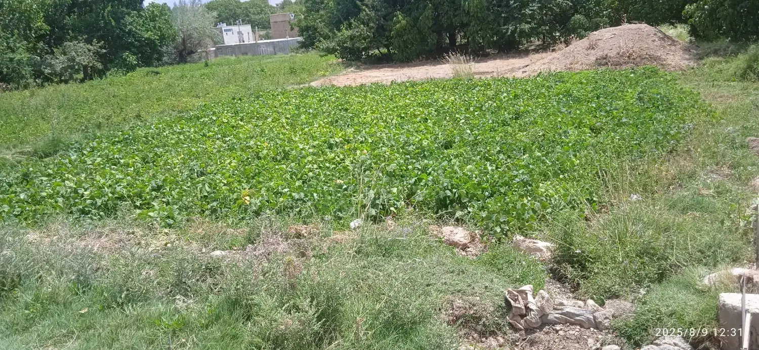 زمین فروشی|فروش زمین و ملک کلنگی|اقلید, |دیوار