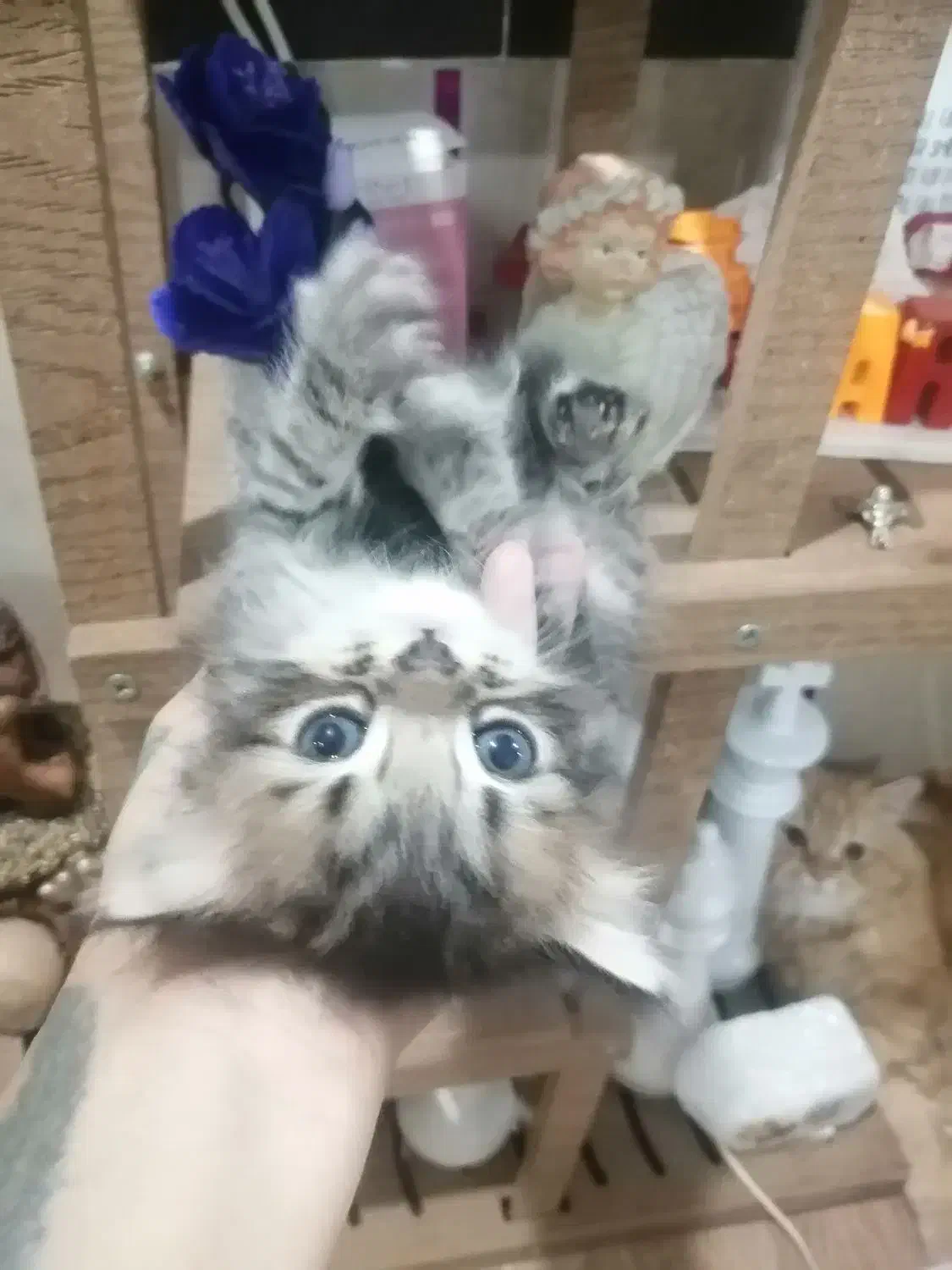 واگذاری بچه گربه های پرشین|گربه|آبادان, |دیوار