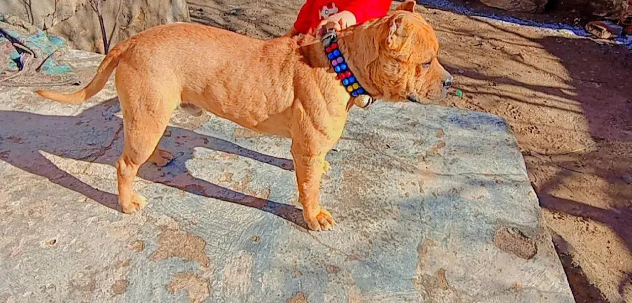 سگ پیتپول|سگ|فاروج, |دیوار