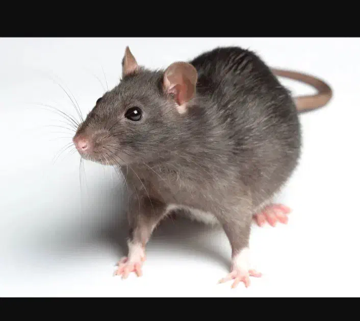 رهایی از موش|فعالیت داوطلبانه تحقیقاتی|اراک, |دیوار