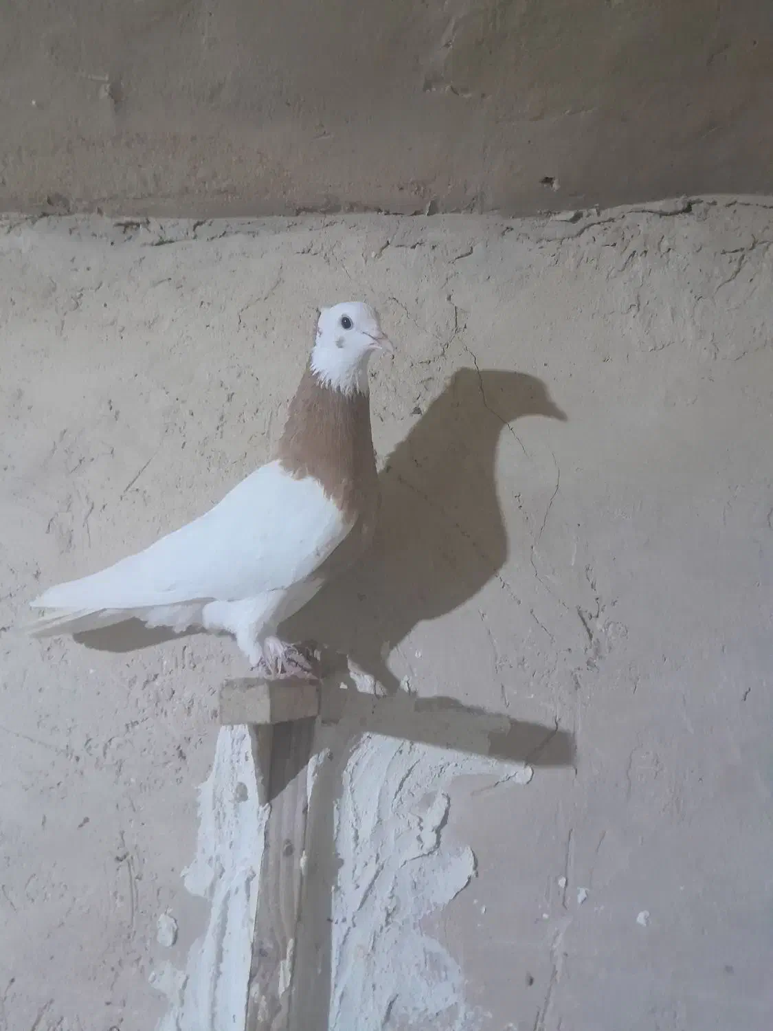 فروش چند کبوتر خوب|پرنده|مرودشت, کناره|دیوار