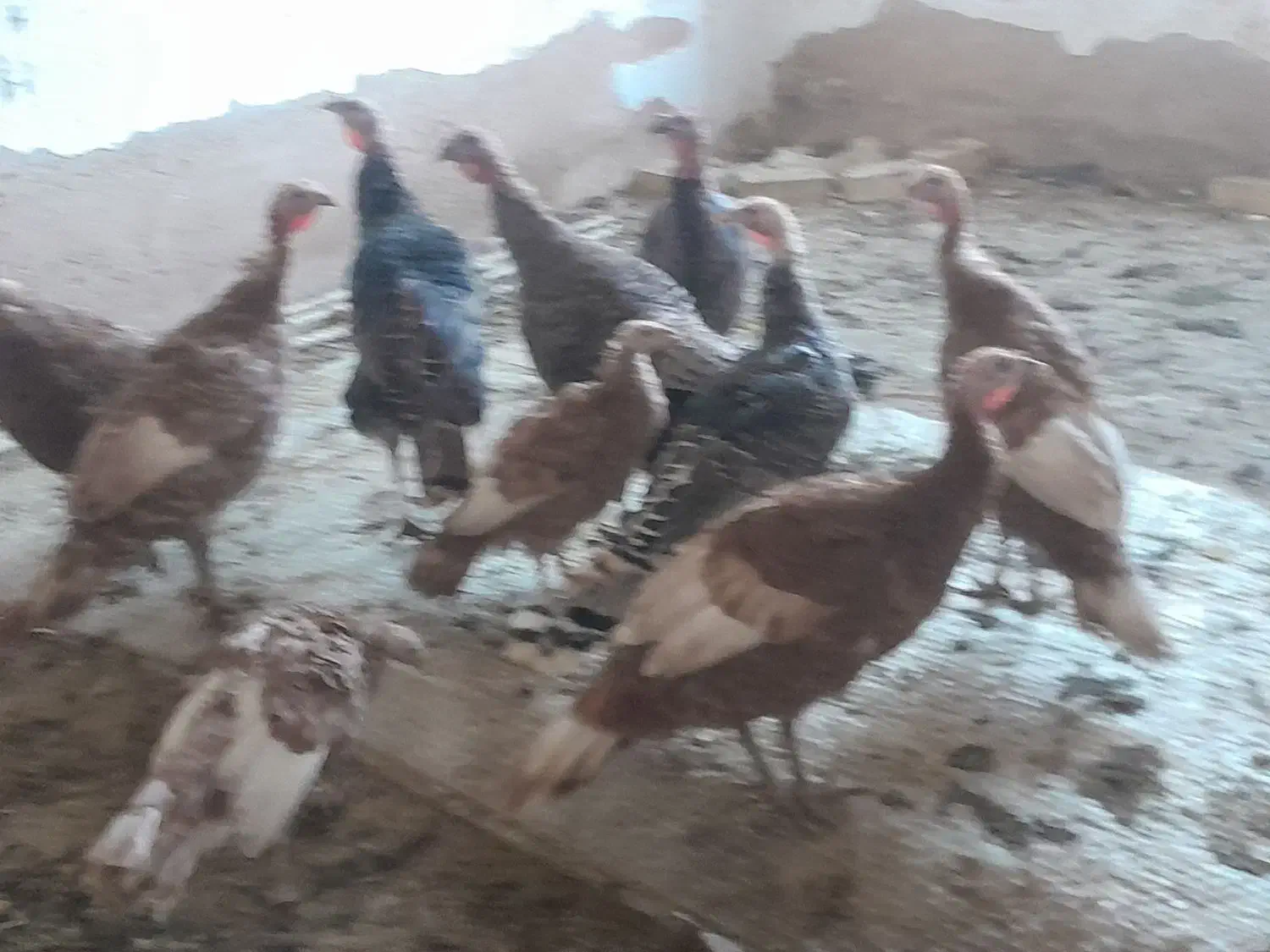 جهت آشنایی با این شماره تماس بگیرید|پرنده|تاکستان, |دیوار