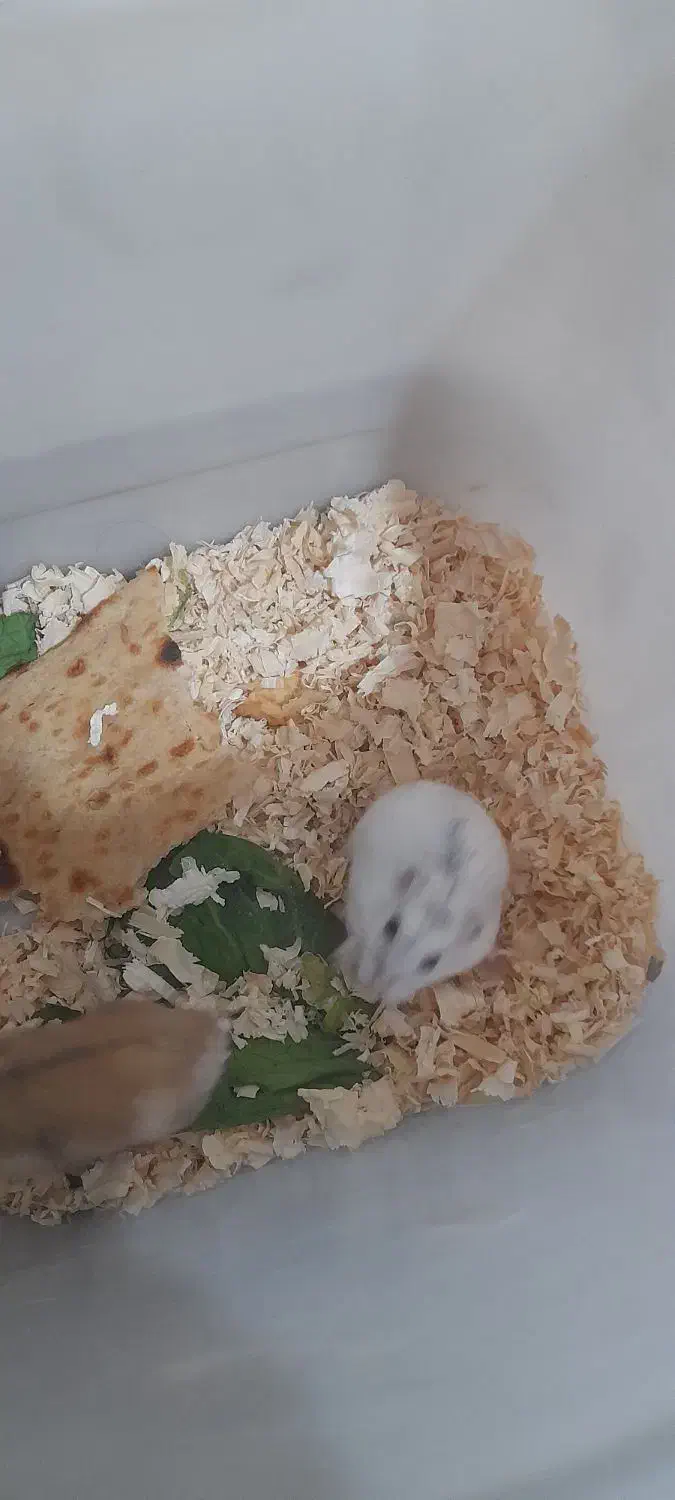 همستر|موش و خرگوش|هشتگرد, شهرک ریحانه|دیوار