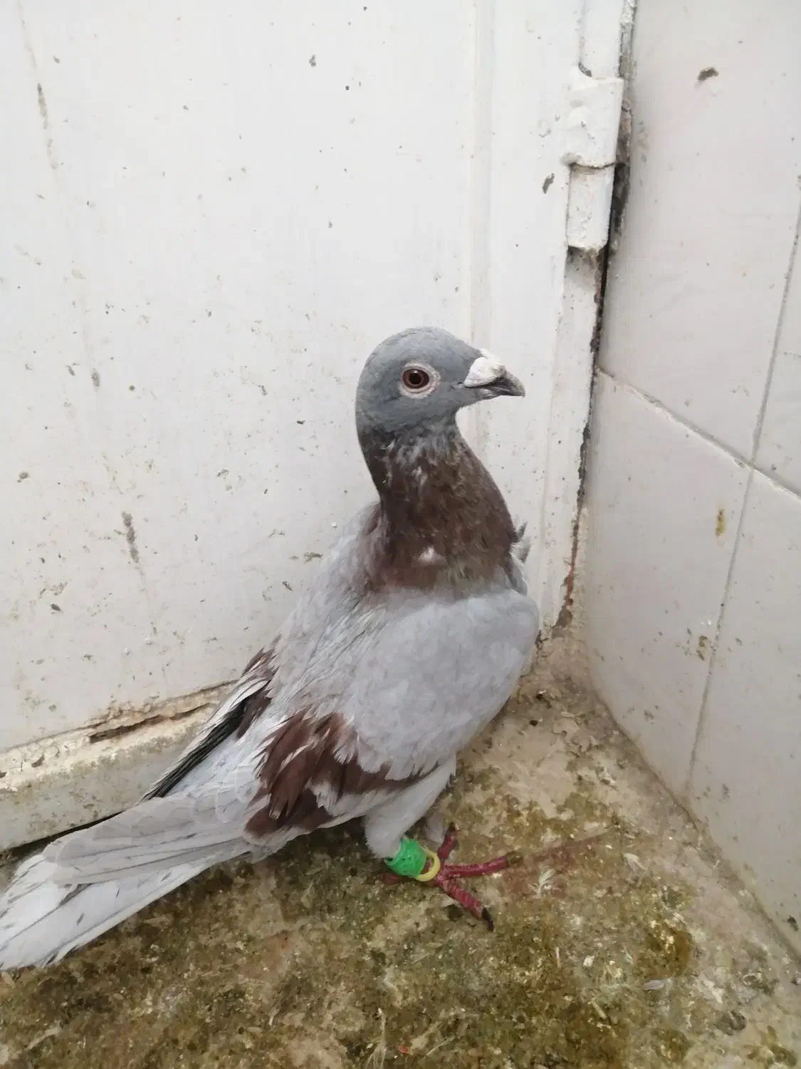 گمشده|حیوانات|سبزوار, توحیدشهر|دیوار