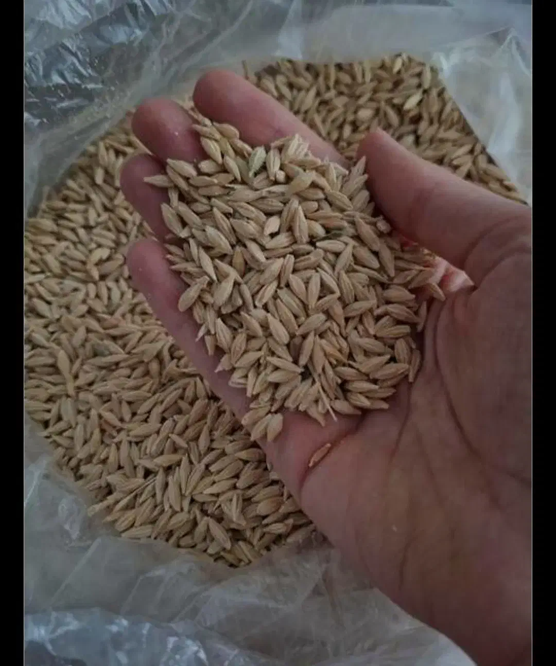 جو دیم|حیوانات مزرعه|تویسرکان, |دیوار