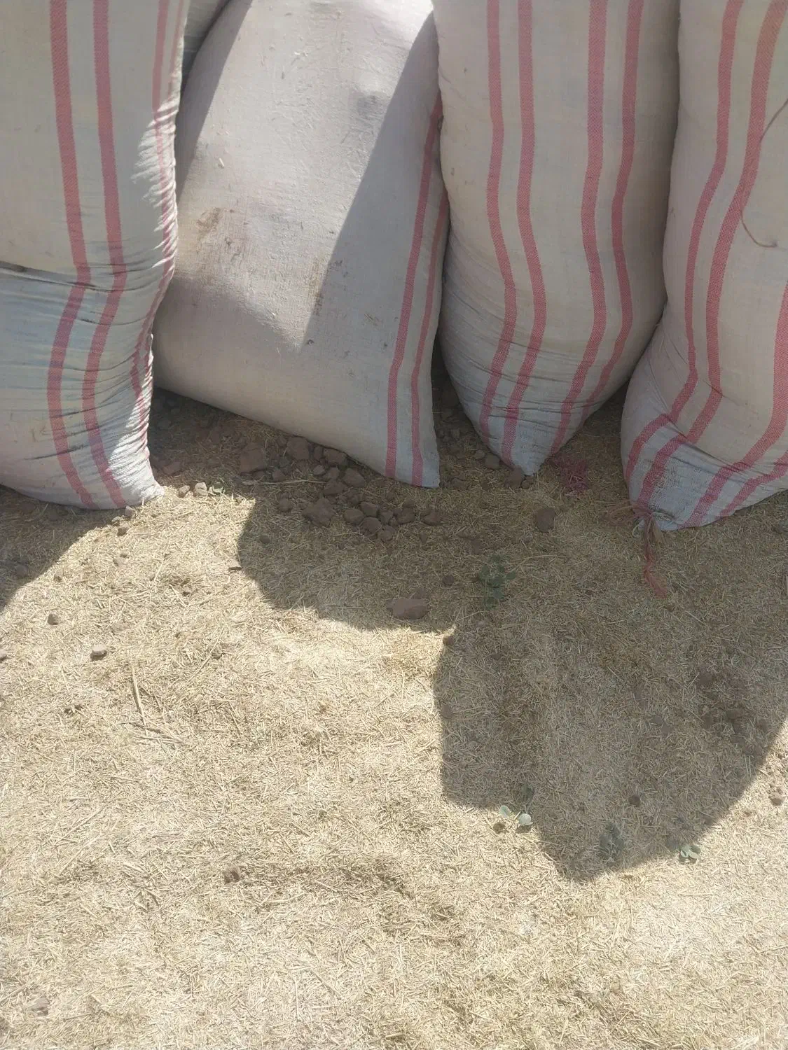 .کاه گندم|خدمات باغبانی و درختکاری|مشکان, |دیوار