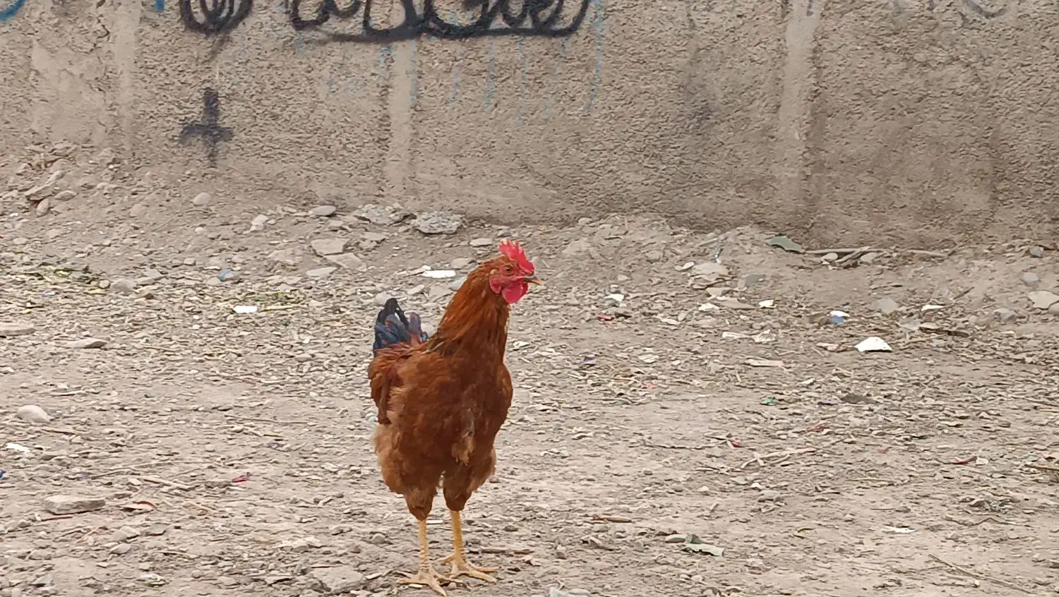 ۱عدد خروس سرحال وجوان|حیوانات مزرعه|پاکدشت, شهرک امام رضا|دیوار