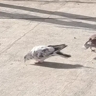 کفتر گمشده|حیوانات|تهران, مشیریه|دیوار