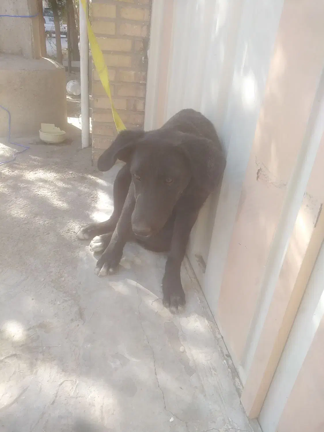 سگ بازیگوش|سگ|یزد, |دیوار