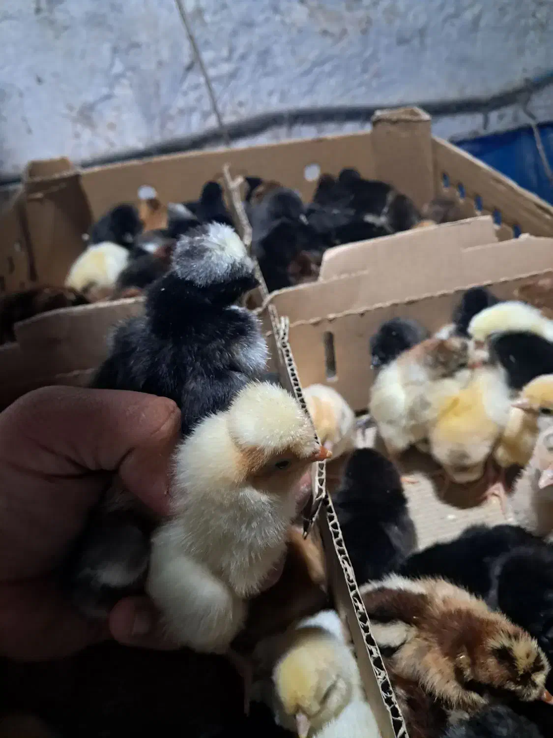 فروش جوجه بوقلمون برنز، بیوتی، اردک و گلپایگان|حیوانات مزرعه|قائمشهر, |دیوار