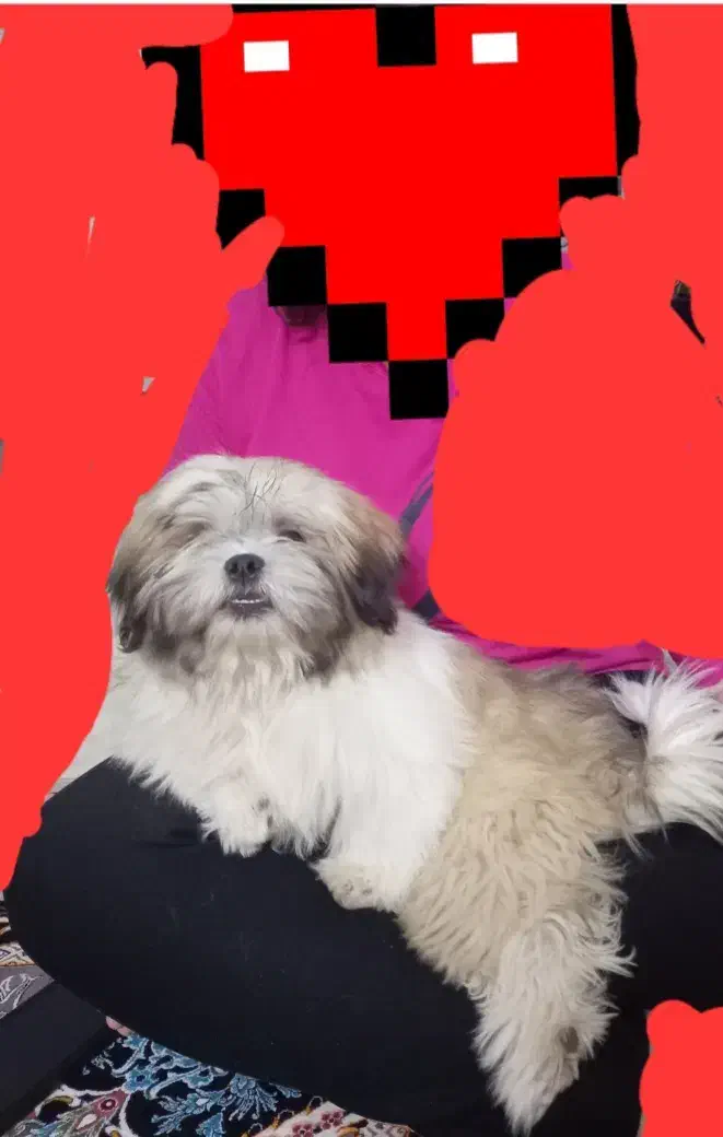 توله سوپر فلت اصل واکسن خورده شناسنامه دار|سگ|کهریزک, |دیوار