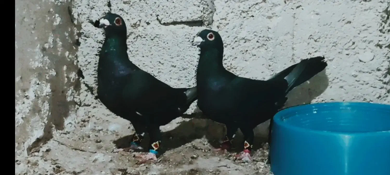 نروماده درجه یک|پرنده|برازجان, |دیوار