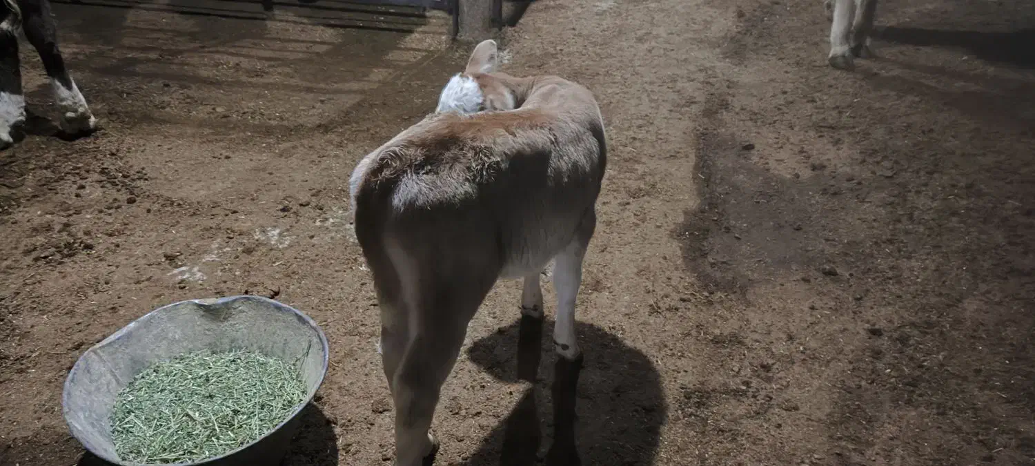 گوساله شیرخوار|حیوانات مزرعه|لاجان, |دیوار